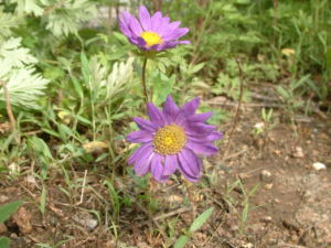 ��ɽ����