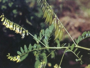 ��Ѫ���������� ��Ѫ��������Ч ��Ѫ��������������