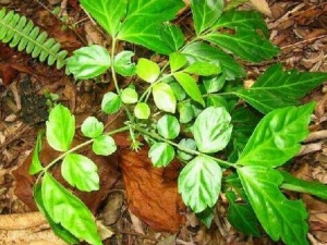 �����ӵĹ�Ч������