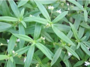 Ϻ�ӲݵĹ�Ч������