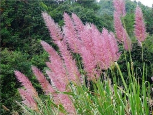 ��é���Ĺ�Ч������ ��ֹѪ��