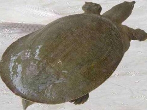 ��֬�Ĺ�Ч������