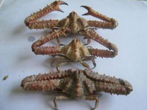 �ڿ���з�Ĺ�Ч������ �ڿ���з�ĸ���