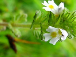 �Ļ�ʢ�ı��� ��ν��Ļ�