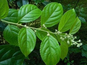 �׹��ٵĹ�Ч������