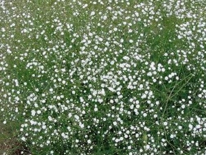 �����ǵĹ�Ч������