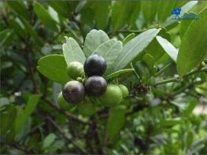 �����ٵĹ�Ч������ �����ٵ��β��鷽