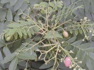 �������Ĺ�Ч������ ��������ҩ������