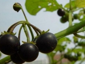 �����ѵĹ�Ч������