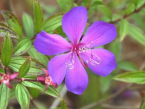 ���Ӳ�_���ӲݵĹ�Ч|��������