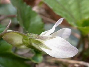 �����_����˵Ĺ�Ч|�÷�