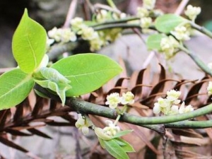 ��Ҷ�ӵĹ�Ч������