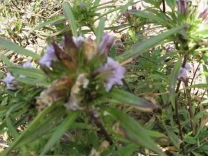 ������ɢ���� ������ɢ��Ч ������ɢ��������