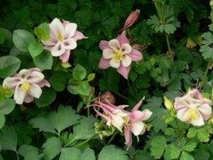 ��β��Ƥ�ʵĹ�Ч������ ��β��Ƥ�ʸ�������