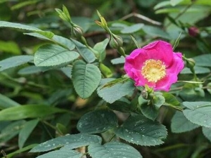 ��ҶǾޱ�Ĺ�Ч������ ��Ѫֹʹ ���Ƚⶾ