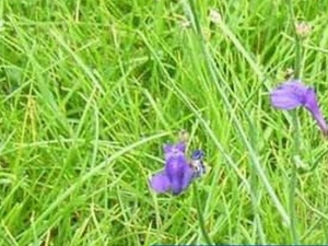 ��צ�ݵĹ�Ч������