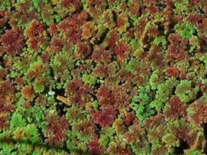 ������Ĺ�Ч������ ������ĸ���