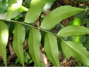 ������ڵĹ�Ч������