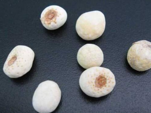 ����ɢ��Ч �����Ѳ�