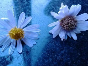 ����̩����_����̩���ҵĹ�Ч|�÷�