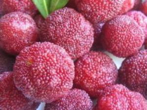 ����÷_����÷�Ĺ�Ч����|�÷�