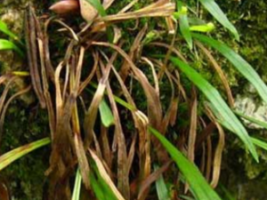 ��Ҷ���ާ_��Ҷ���ާ�Ĺ�Ч|�÷�