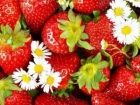 草莓怎么洗才干净 草莓的营养价值