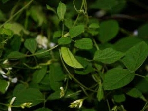 �������Ͷ��Ĺ�Ч������ �������Ͷ���������