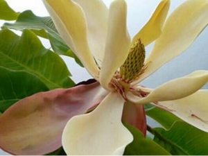 ���ӻ��Ĺ�Ч������ ���ӻ���ˮ�ȵĽ���