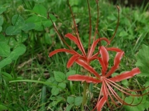 �����ǲݵĹ�Ч���� ����Ѫ ����ʪ