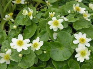 ����Ҷ¿��ݵĹ�Ч������