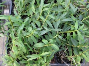 ��̦�Ĺ�Ч������