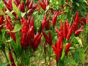 Ұɽ����ʳ�÷��� Ұɽ����Ӫ����ֵ