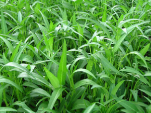 ޳�˸�_޳�˸ɵĹ�Ч|�÷�