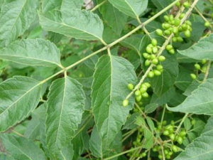 ѻ����_ѻ���ӵĹ�Ч|�÷�����