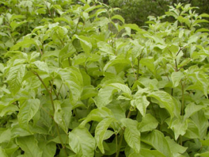 Ѽ����Ƥ_Ѽ����Ƥ�Ĺ�Ч|��������