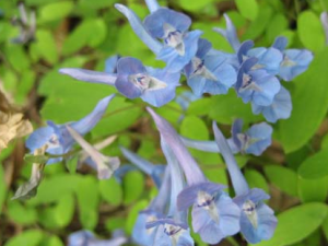 �Ӻ���_�Ӻ����Ĺ�Ч|��������