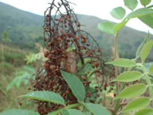 ��˪��_��˪�صĹ�Ч����|�÷�����