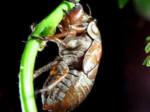 ֪�˺��Ӫ����ֵ ֪�˺��ʳ�÷���