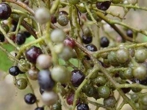 ��ʯ�ٹ��Ĺ�Ч������ ��ʯ�ٹ��ļ��𷽷�