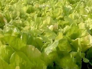 ��ѿ�ײ˵Ĺ�Ч������ ��ѿ�ײ˵ļ��𷽷�