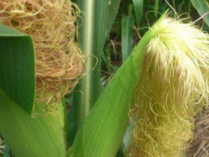 ����������Ӧ�� �����뾹����ô�๦Ч