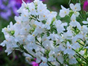 ��������_��������Ĺ�Ч|��������