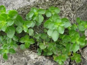 ������ˮ��_������ˮ���Ĺ�Ч|�÷�