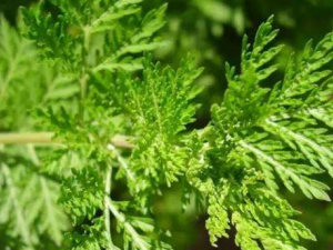 ���ſ���_���ſ���Ĺ�Ч|�÷�