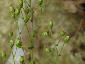 �� ��ܳ�̣���_�� ��ܳ�̣��ӵĹ�Ч|�÷�