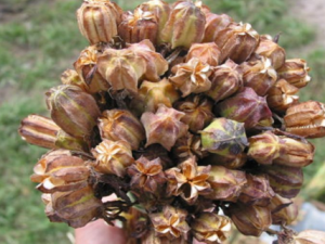 ���ϱ�ĸ_���ϱ�ĸ�Ĺ�Ч|�÷�