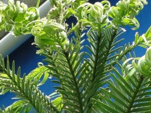 ������ëާ_������ëާ�Ĺ�Ч|�÷�