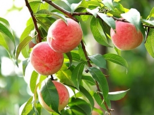 �������� Ů���조���ġ���ʲô��