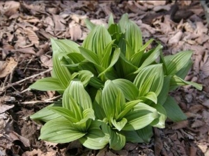 ޼«�Ĺ�Ч�����ü�����